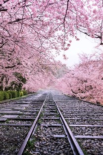 樱花季风景壁纸