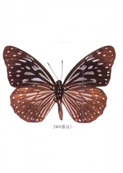 骈纹青斑蝶动物壁纸
