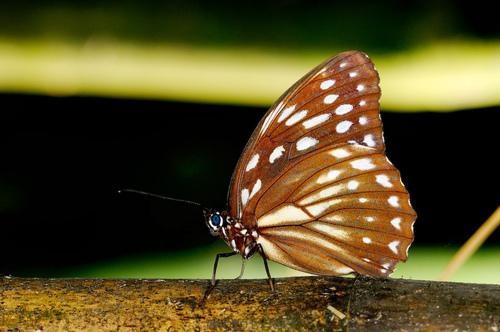 台湾斑眼蝶动物壁纸