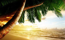 沙滩椰树风景ipad壁纸