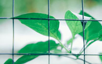 夏季小清新绿色植物平板桌面壁纸