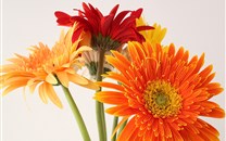 漂亮的观赏花卉非洲菊iPad平板壁纸