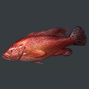 嫡之后红石斑鱼位置 红石斑鱼在哪钓