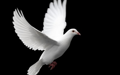 科学家使用鸽子羽毛制造人工翅膀 可以拍打如真鸟