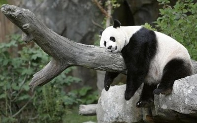 吃不到新鲜竹子的大熊猫提前归国 荣耀30的主场来了！